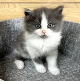 サイベリアン【千葉県・女の子・2022年8月28日・ブルータビー&ホワイト】の写真5「☆10月14日撮影☆」