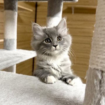 サイベリアン【千葉県・男の子・2025年8月22日・ブルータビー&ホワイト】の写真「11月21日更新☆お父さんＡＣＣダブルチャンピオン」