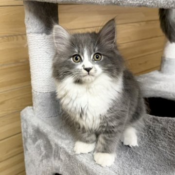 サイベリアン【千葉県・男の子・2025年8月22日・ブルータビー&ホワイト】の写真「11月21日更新☆お父さんＡＣＣダブルチャンピオン」