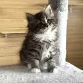 サイベリアン【千葉県・女の子・2025年5月6日・ブラウンタビー&ホワイト】の写真1