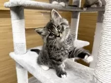 サイベリアン【千葉県・男の子・2025年8月22日・ブルータビー&ホワイト】の写真3