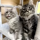 サイベリアン【千葉県・男の子・2025年8月22日・ブラウンタビー&ホワイト】の写真6