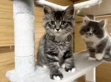 サイベリアン【千葉県・男の子・2025年8月22日・ブルータビー&ホワイト】の写真5