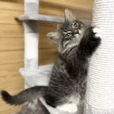 サイベリアン【千葉県・男の子・2025年8月22日・ブラウンタビー&ホワイト】の写真8