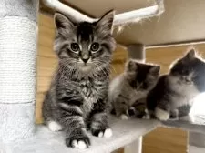 サイベリアン【千葉県・男の子・2025年8月22日・ブルータビー&ホワイト】の写真7