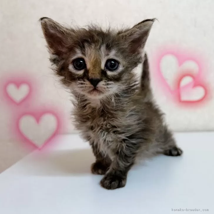 ID：2412-00726の子猫