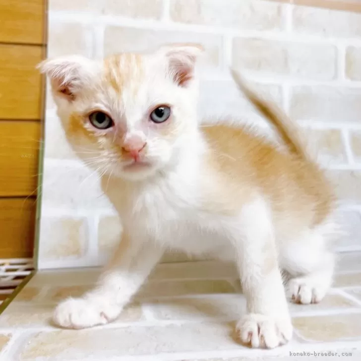 ID：2401-00699の子猫