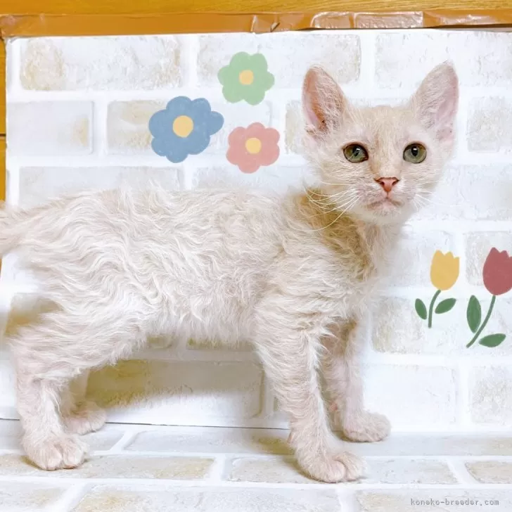 ID：2405-01616の子猫