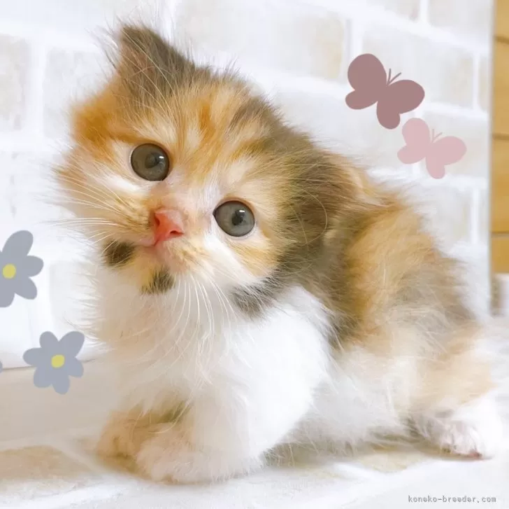 ID：2412-00894の子猫