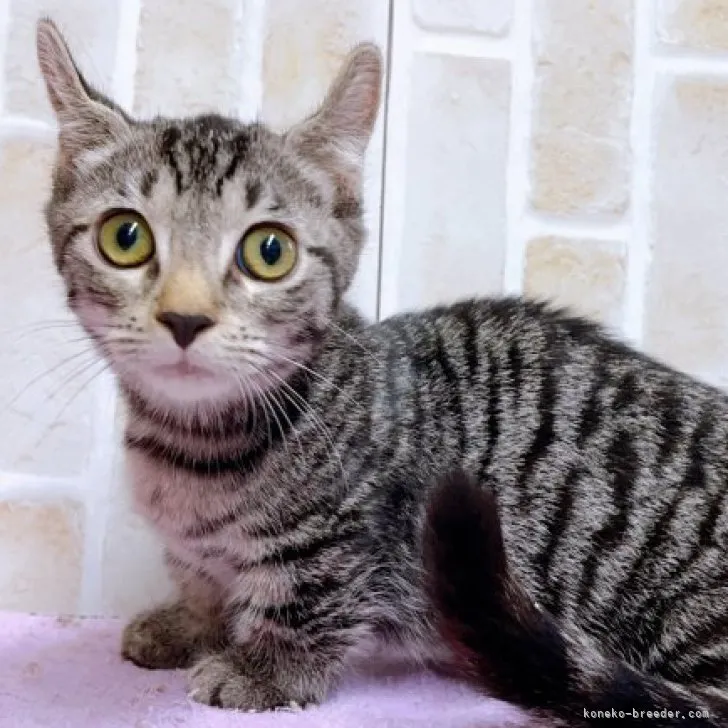 ID：2306-00906の子猫