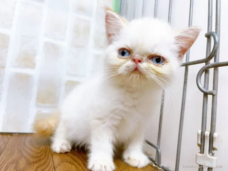 ID：2204-01071の子猫