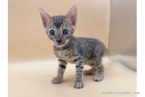 ID：2112-01805の子猫