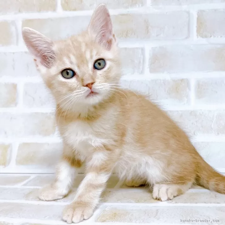 ID：2401-00702の子猫