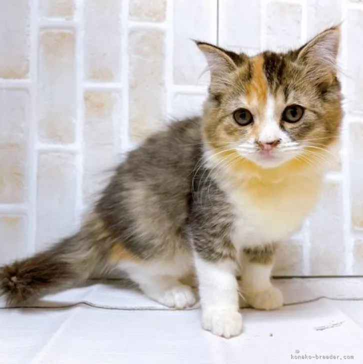 ID：2210-01956の子猫