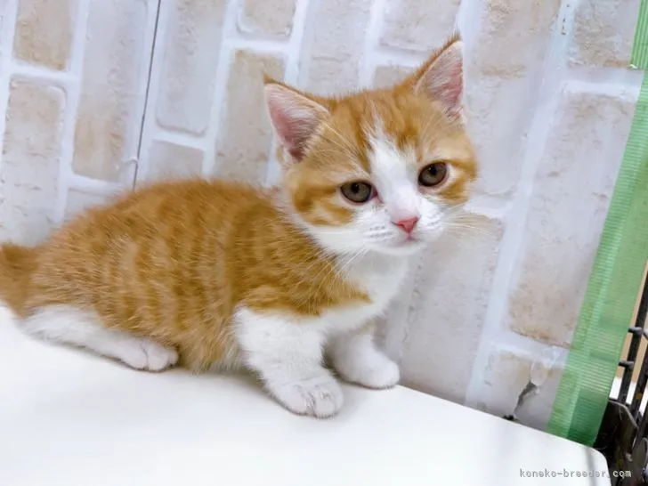 ID：2203-01286の子猫