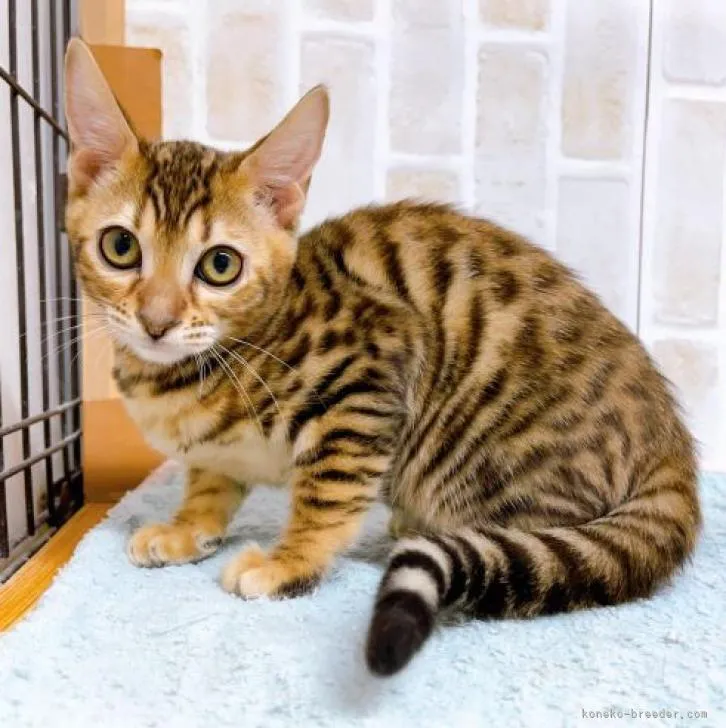 ID：2210-01096の子猫