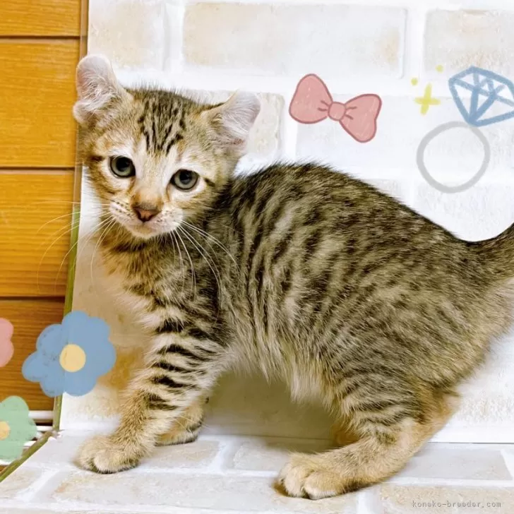 K.T 様のお迎えした子猫