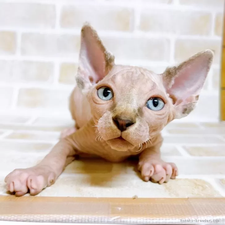 ID：2402-01269の子猫