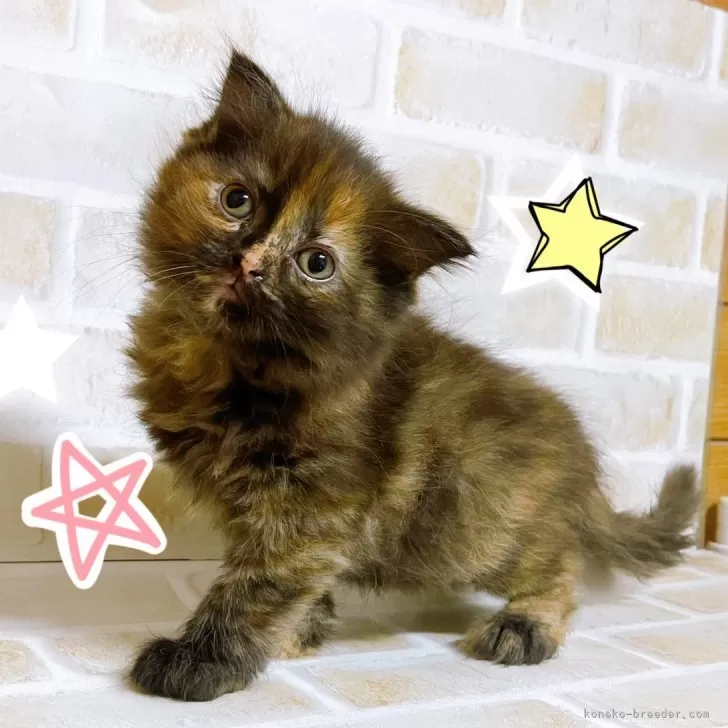 ID：2412-00902の子猫