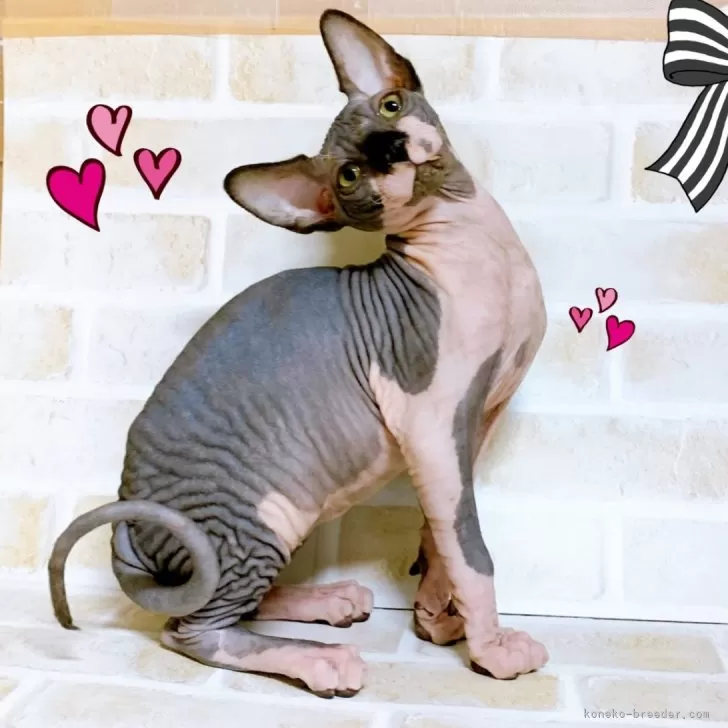 ID：2406-03189の子猫