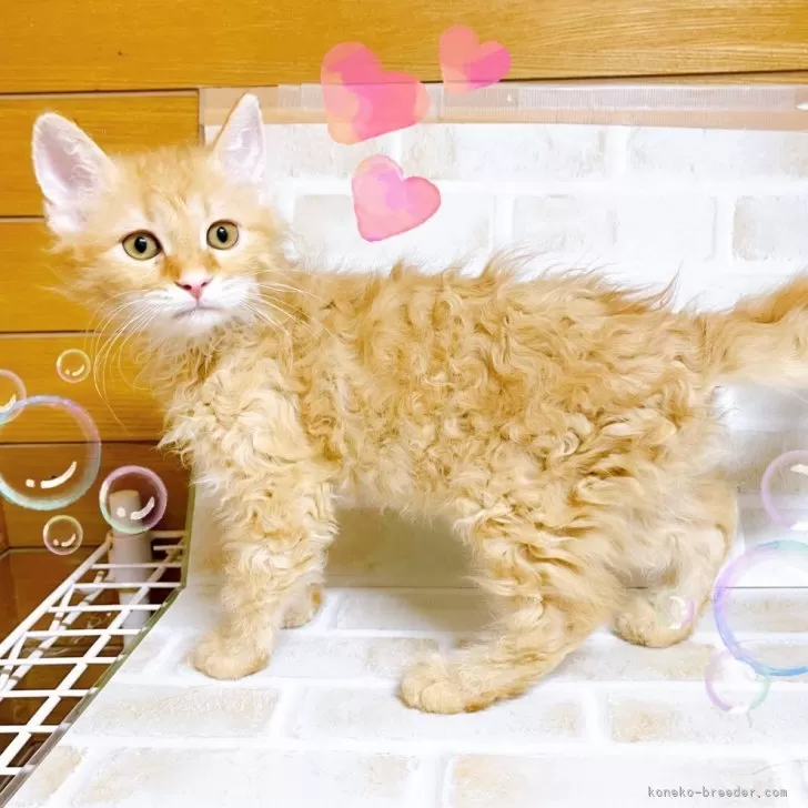 ID：2403-01101の子猫