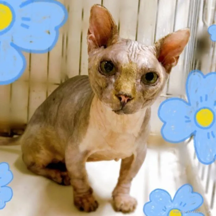 ID：2306-01804の子猫