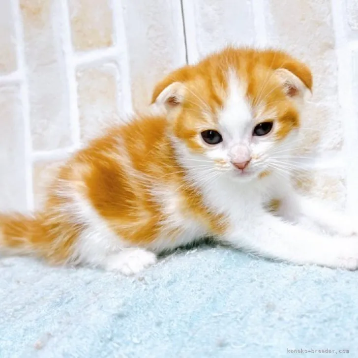 ID：2307-02873の子猫