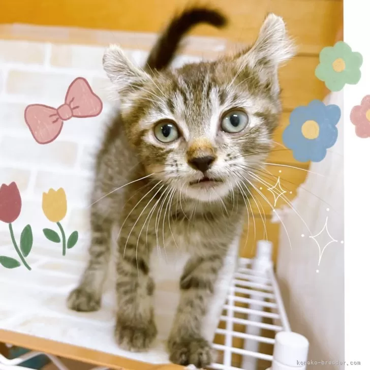 ID:2406-00390の子猫