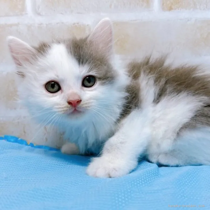 ID：2306-00065の子猫