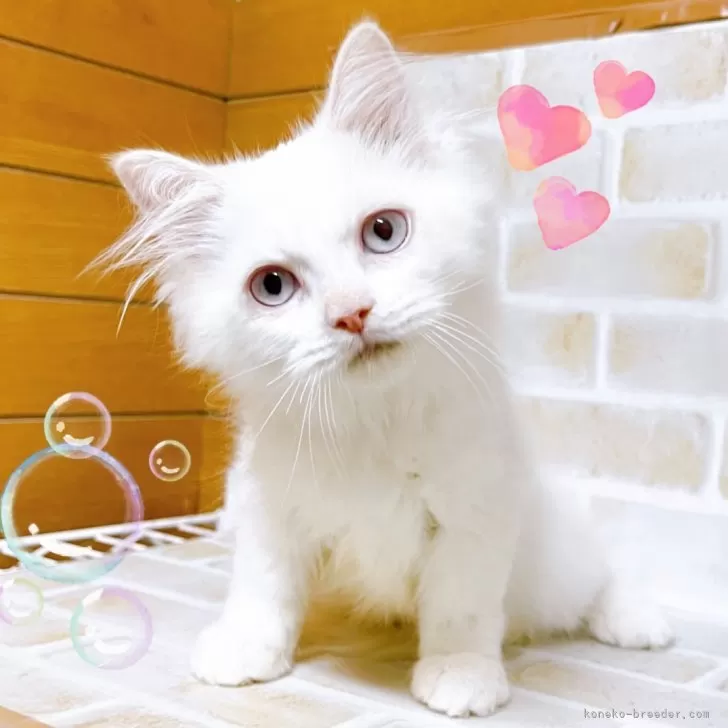 ID:2408-01419の子猫