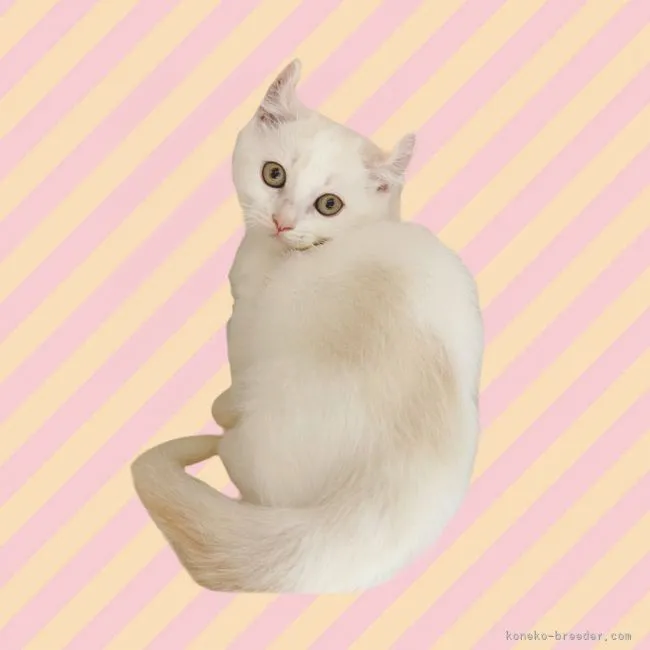 ID:2201-00175の子猫