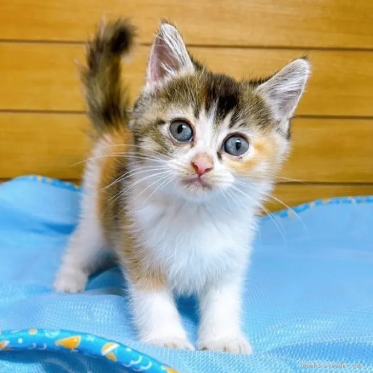 ID：2305-01320の子猫