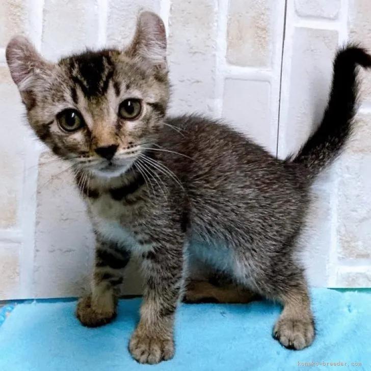 ID：2307-00418の子猫