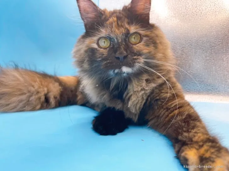 ID：2112-01790の子猫