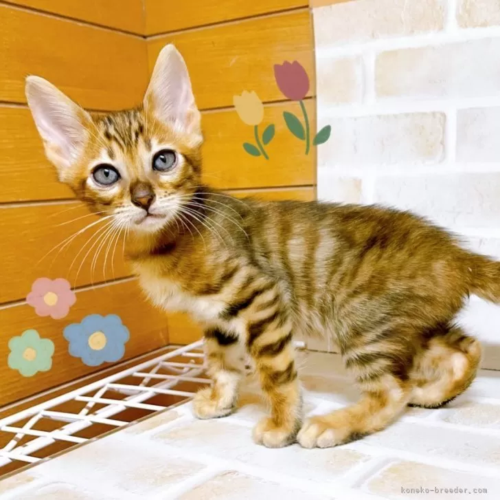 ID：2411-01513の子猫