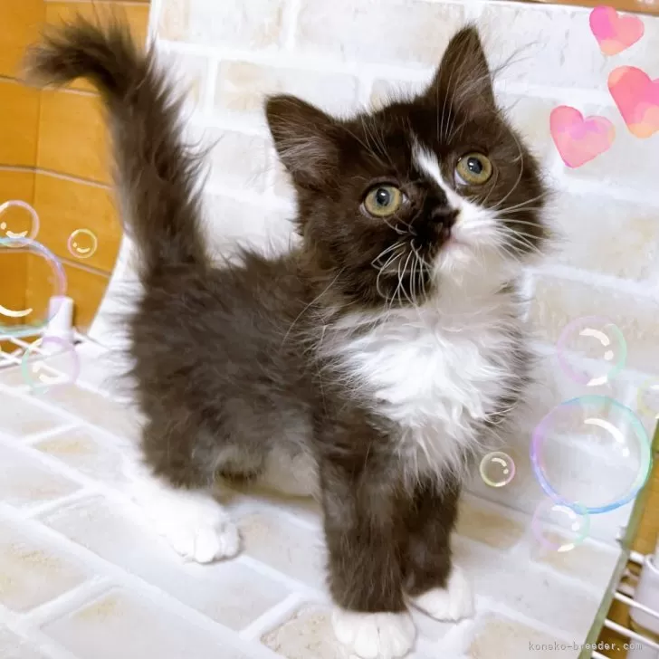 ID:2410-01036の子猫