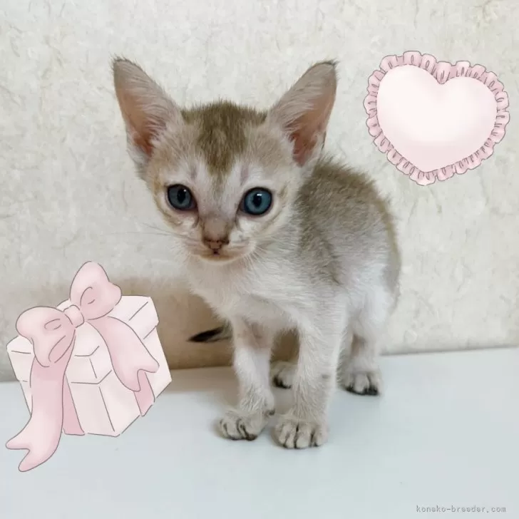 K.I 様のお迎えした子猫