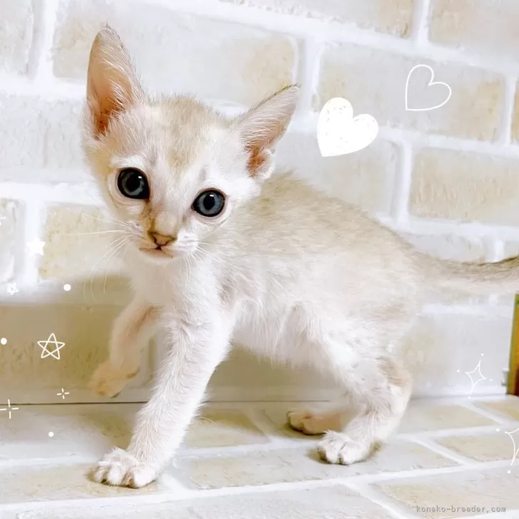 ID：2412-00947の子猫