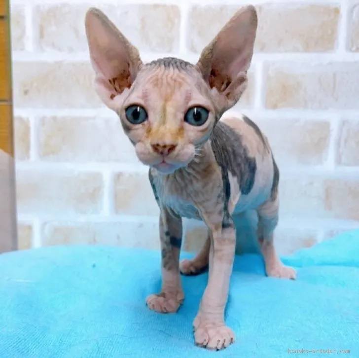 ID：2304-02305の子猫