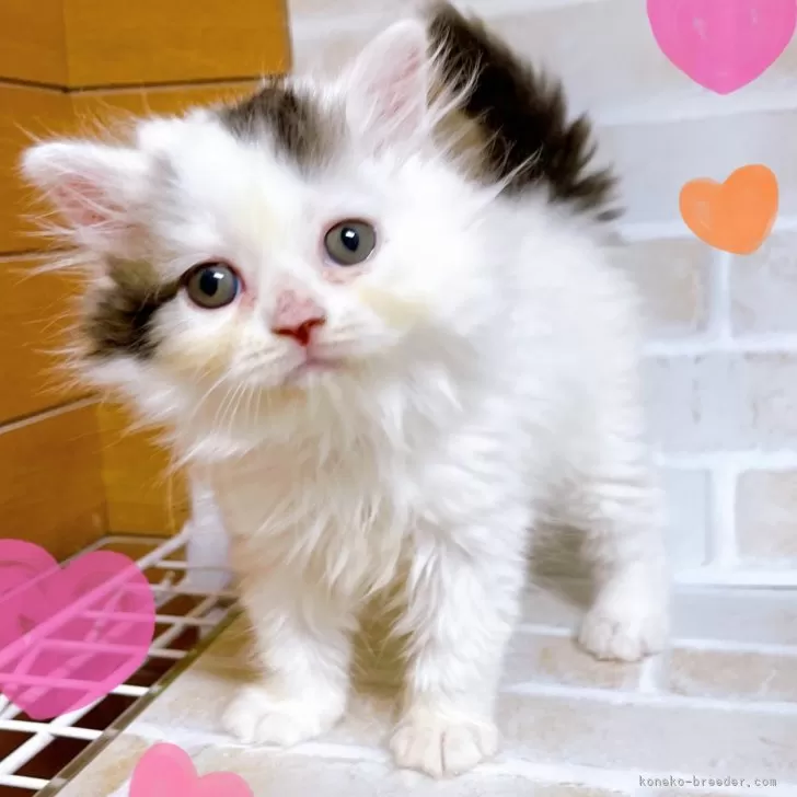 ID：2410-01038の子猫