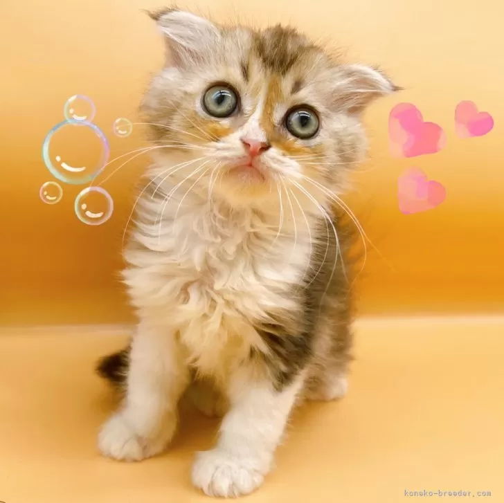 ID：2407-01163の子猫