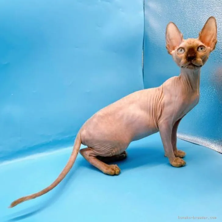 ID：2303-00028の子猫