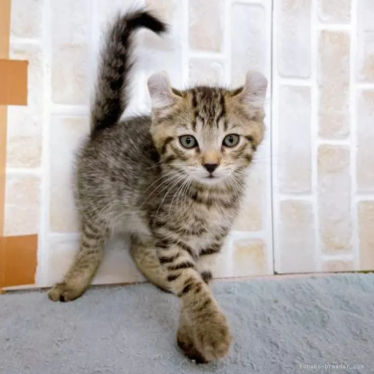 ID:2211-00247の子猫