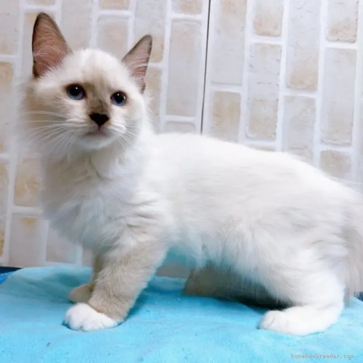 ID：2306-02620の子猫