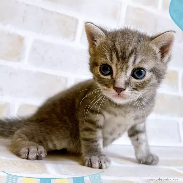 ID：2405-01750の子猫