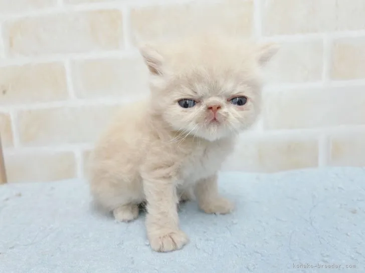 ID:2204-01065の子猫