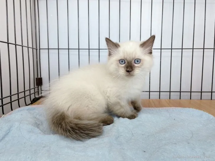 ID：2112-01803の子猫