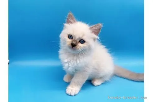 ID：2112-01796の子猫