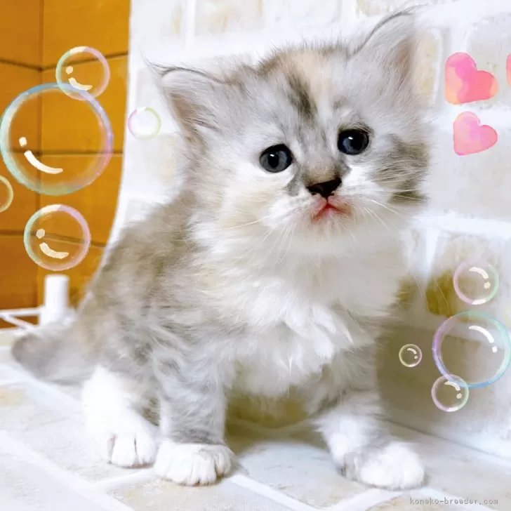 ID:2409-00820の子猫
