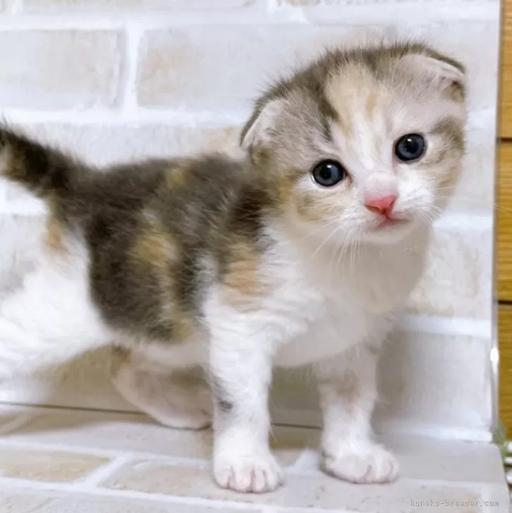 ID：2405-01754の子猫